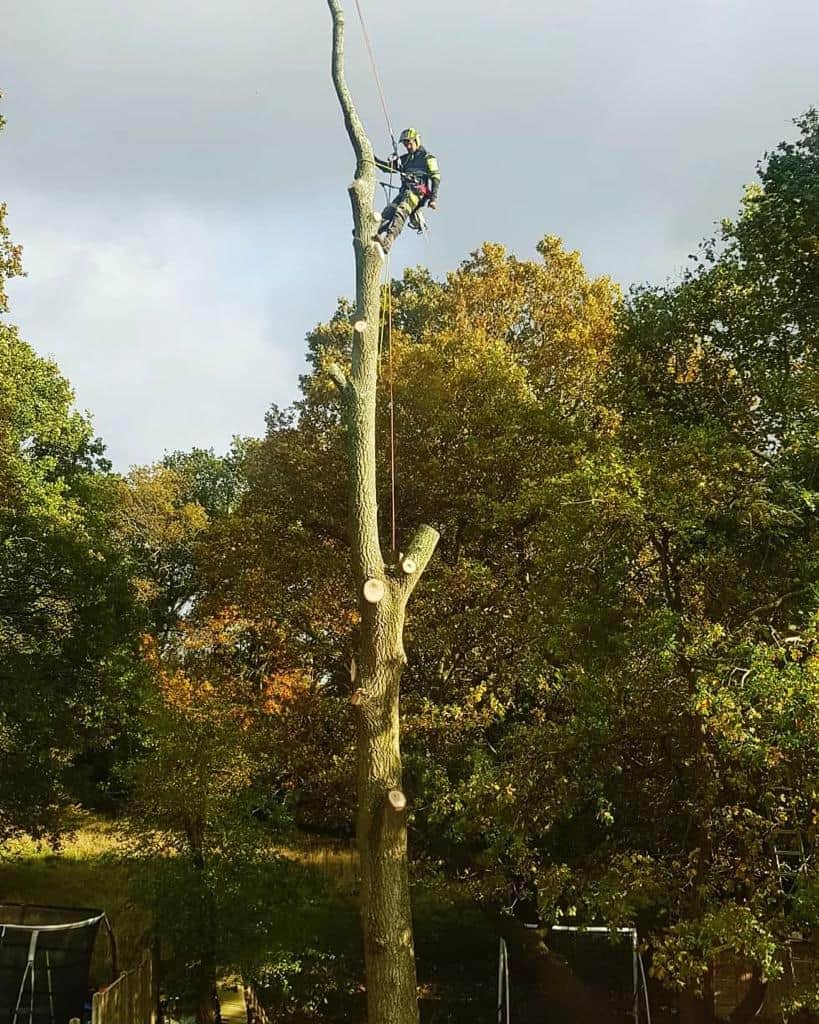 This is a photo of an operative from LM Tree Surgery Havant felling a tree. He is at the top of the tree with climbing gear attached about to remove the top section of the tree.