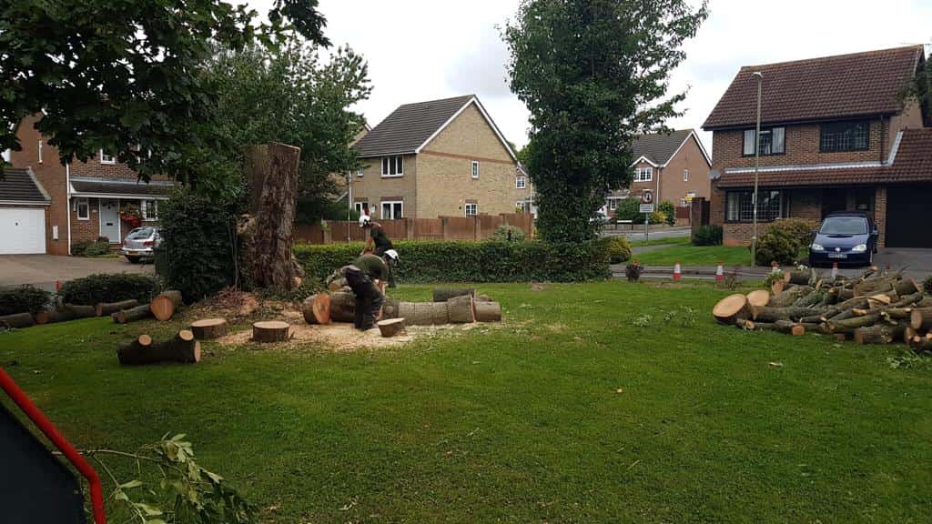 This is a photo of a tree that has been cut into sections on a communal area, and is now being removed from site. Works undertaken by LM Tree Surgery Havant
