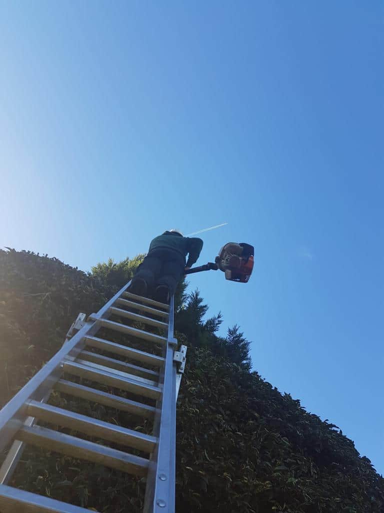 This is a photo of an operative from LM Tree Surgery Havant up a ladder rested on a hedge with a petrol strimmer.
