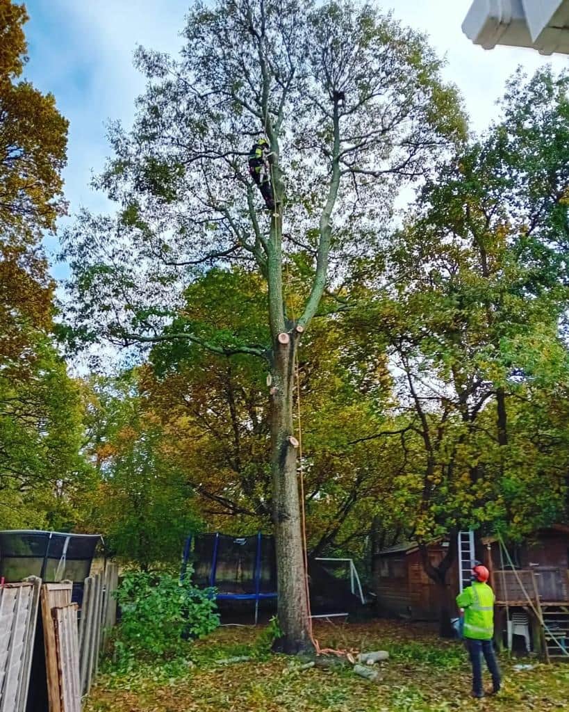 This is a photo of a tree being pruned, there is a man up the tree cutting a section of it down while another man is standing in the garden of the property where the tree is located overseeing the work. Works carried out by LM Tree Surgery Havant