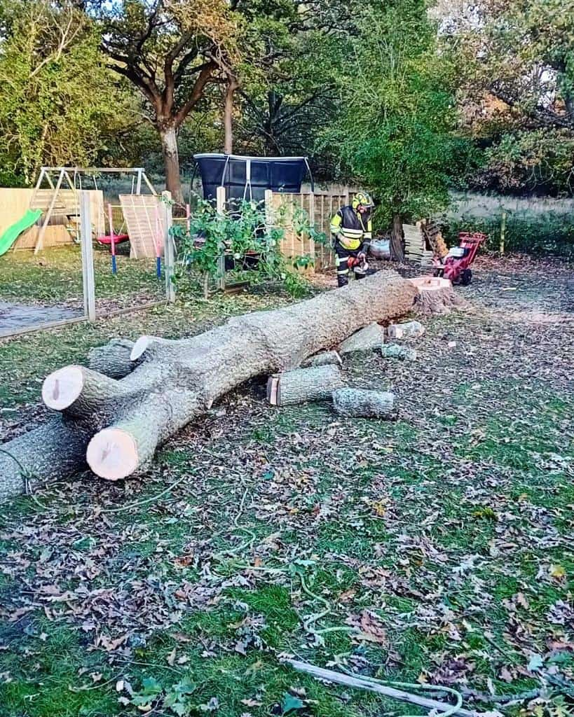 This is a tree laying on the ground of a garden that has just been felled by the operatives from LM Tree Surgery Havant