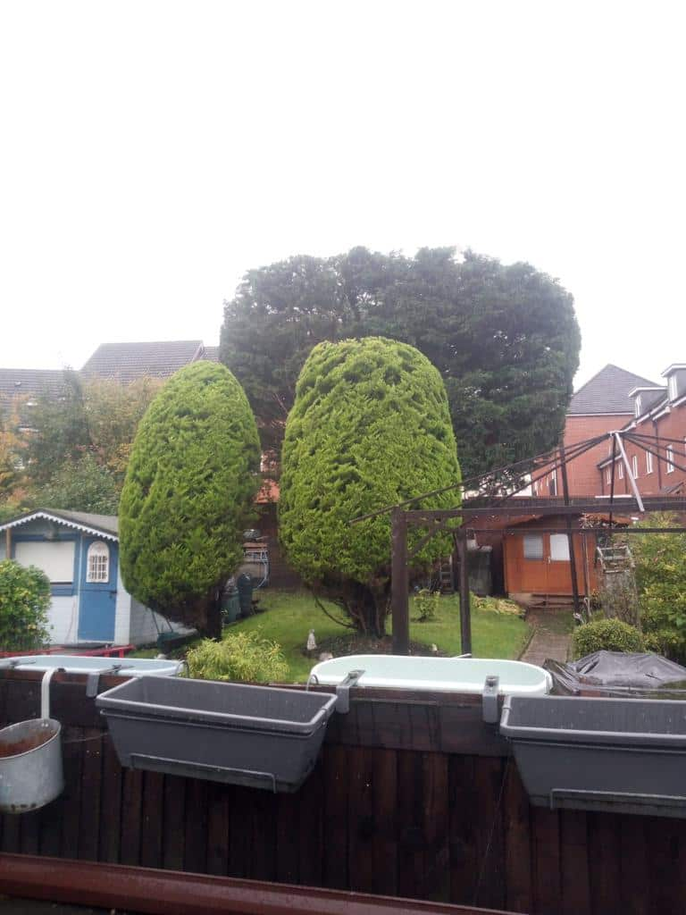 This is a photo of two tree in a garden that have just been trimmed. They have been sculpted by the operatives of LM Tree Surgery Havant