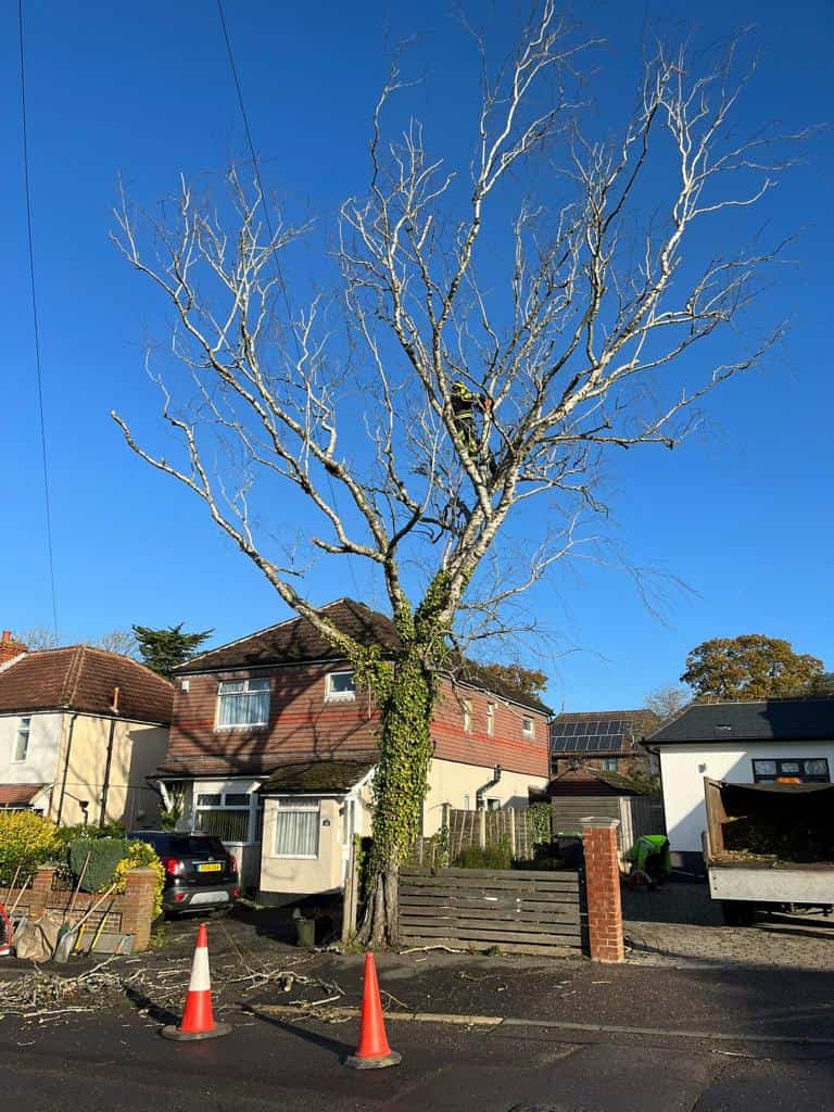 This is a photo of a tree on the pavement that is having limbs removed which are near to power lines. Works undertaken by LM Tree Surgery Havant