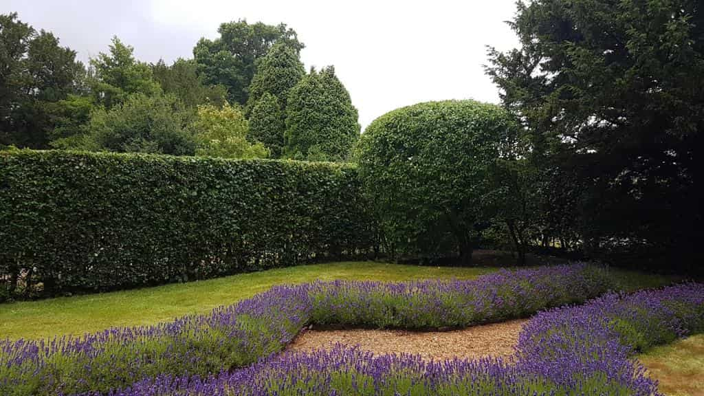 This is a photo of a garden hedge that has just been trimmed by LM Tree Surgery Havant